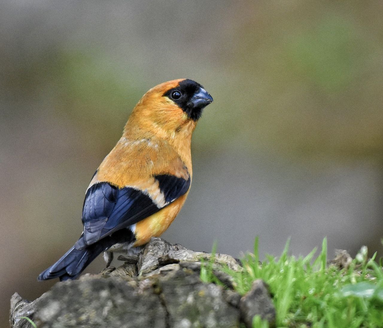 Kashmir Bird Watching Tour